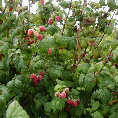 Raspberry Canes